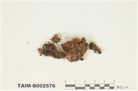 藏品(石毛苔屬)的圖片